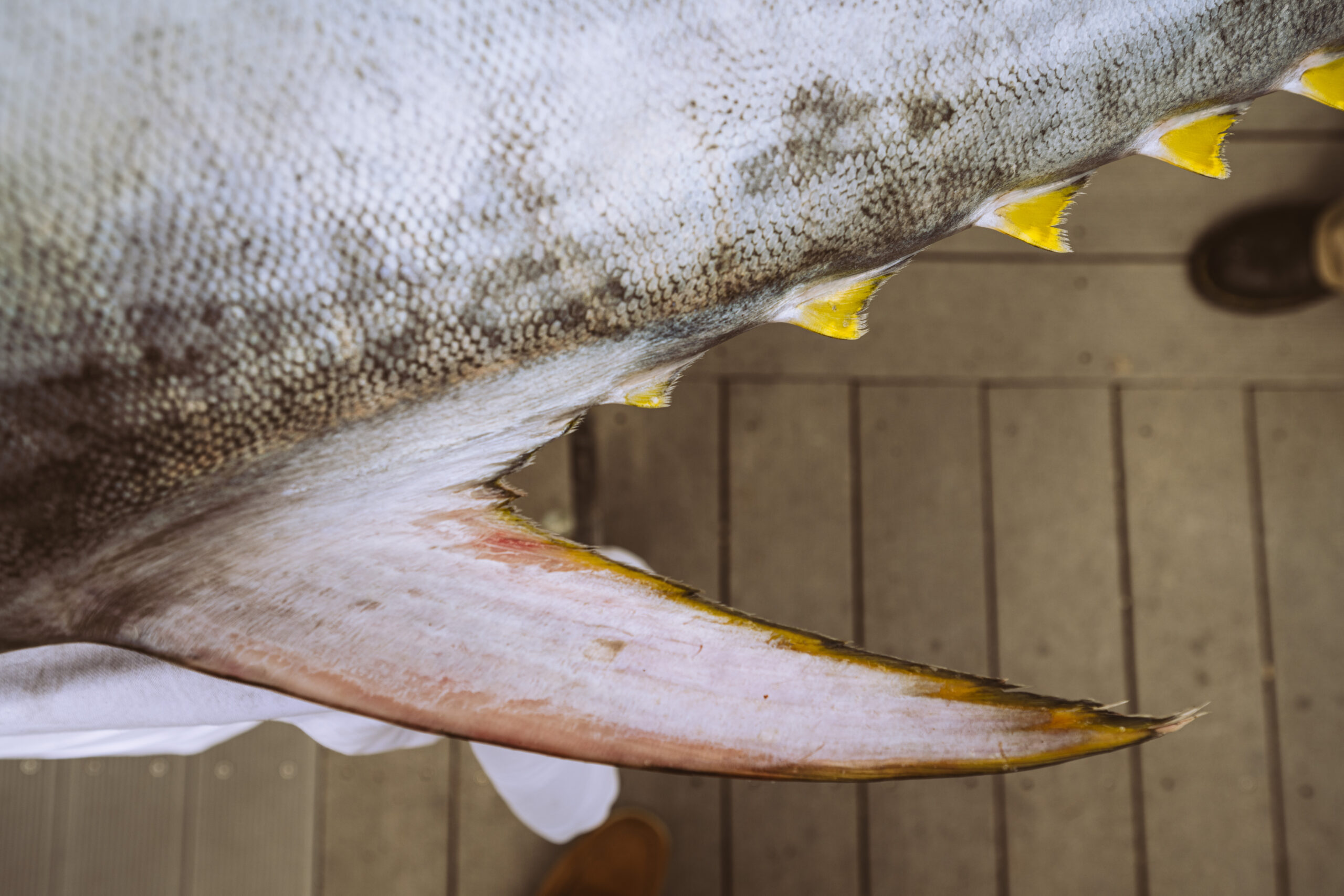 Plenty More (tuna)Fish with Carla Jones at The Idle Rocks
